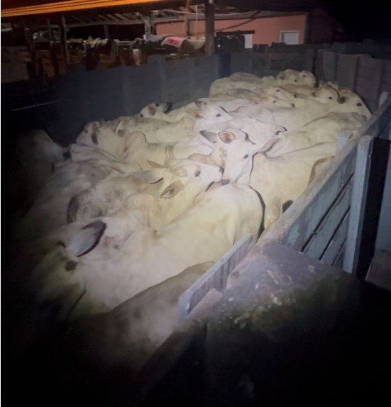 Polícia Militar impede furto de gado em Barra do Garças e prende três suspeitos