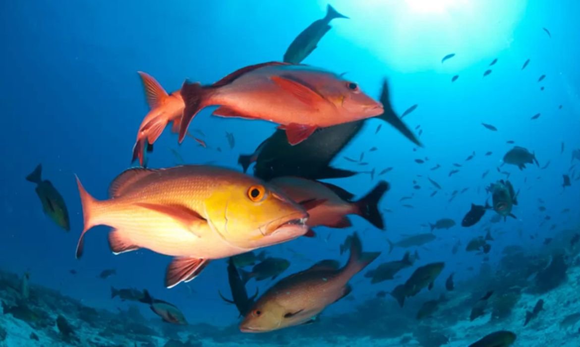 Atualização da lista de peixes e invertebrados ameaçados de extinção no Brasil