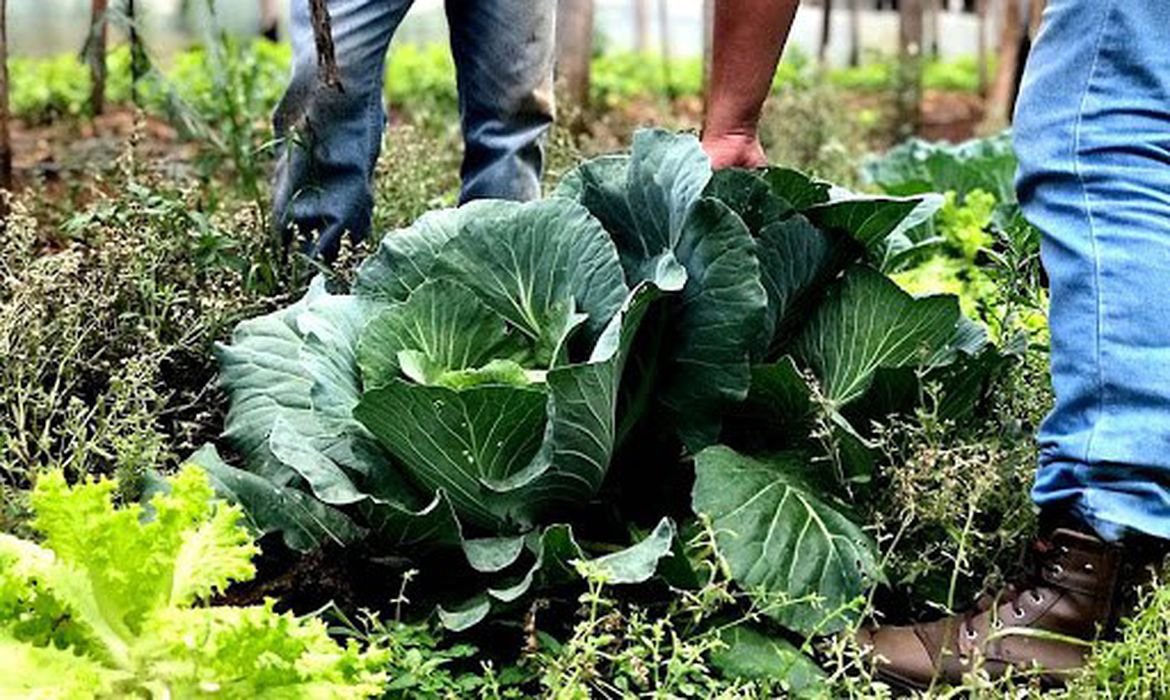 Municípios podem se inscrever para o Programa de Aquisição de Alimentos em 2026