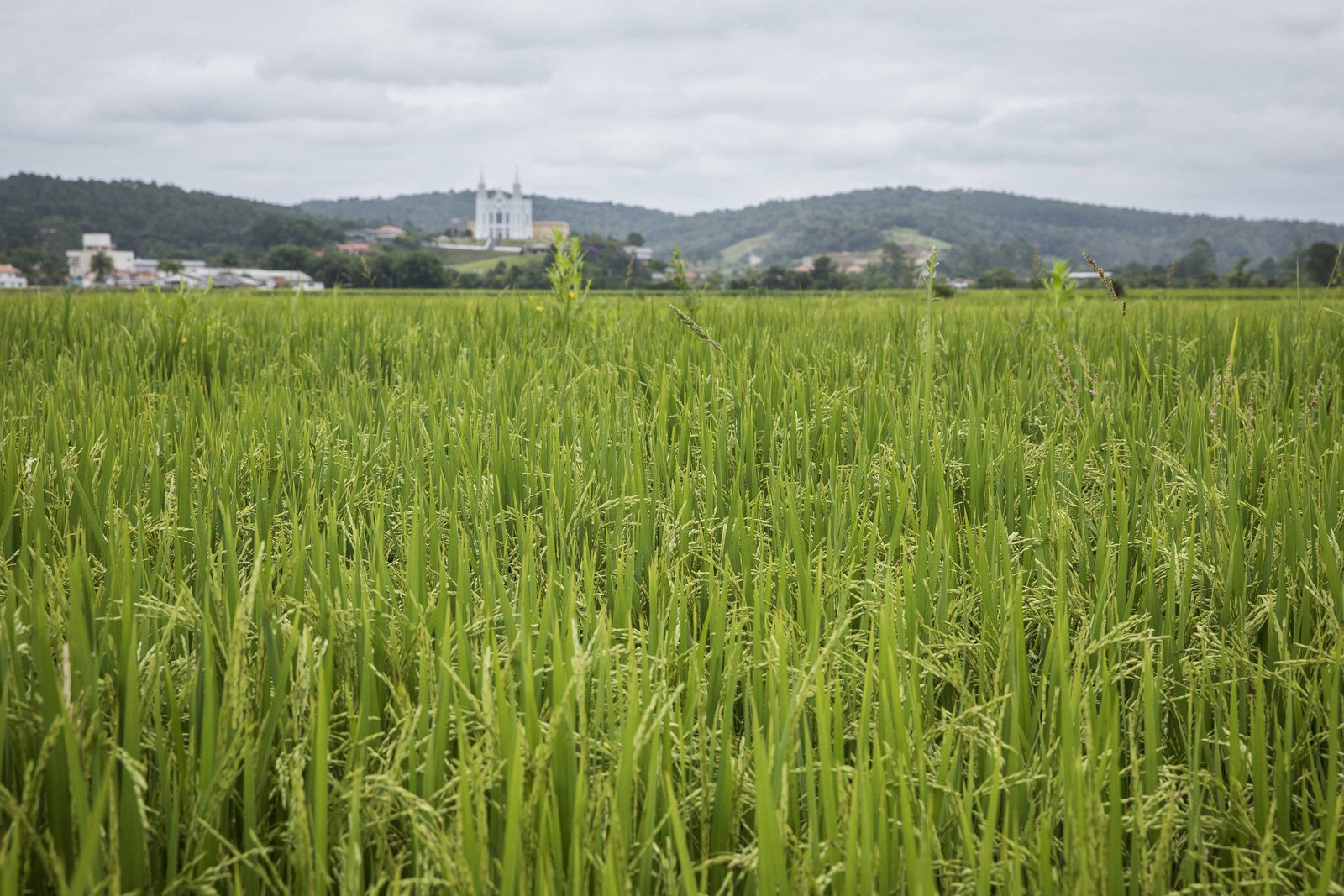 Arroz em crise: preços instáveis preocupam produtores no Brasil e no mundo