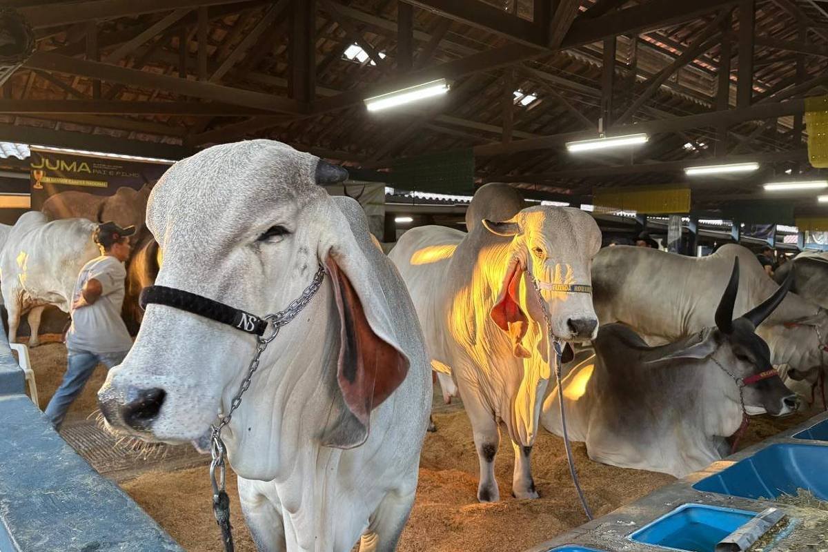 China oficializa Brasil como livre de febre aftosa