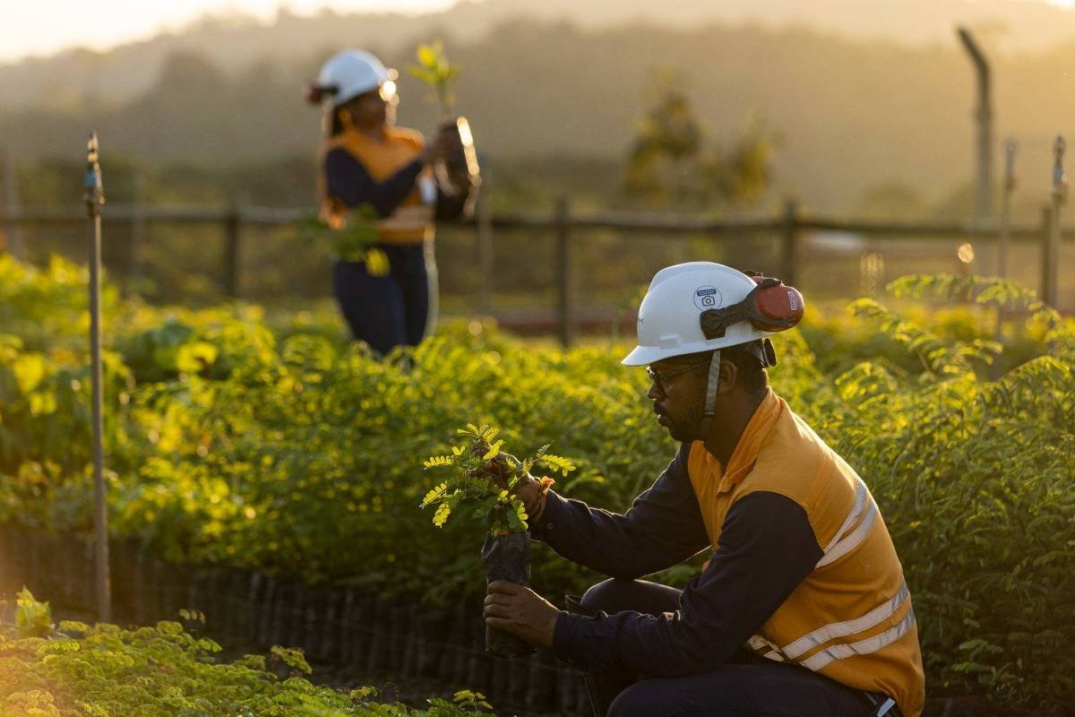 Fundo de mineração investe em reflorestamento de 388 hectares no sul da Bahia