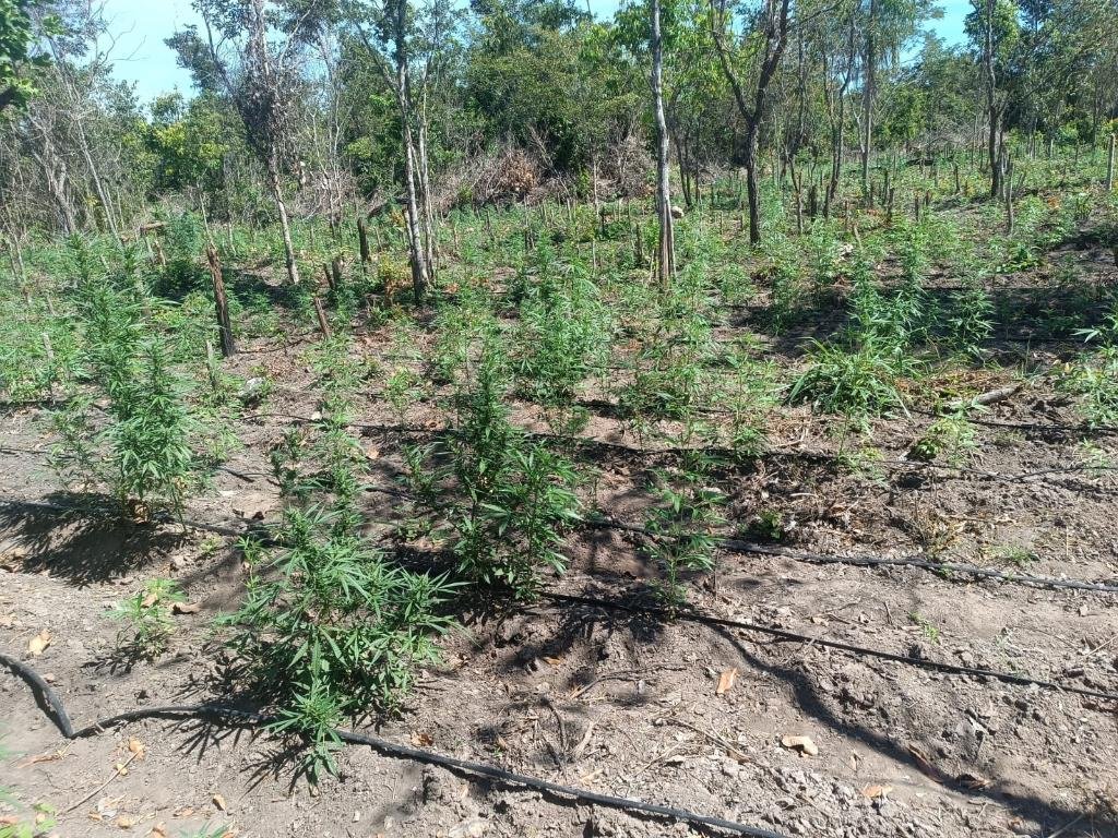 Polícia Militar desmantela plantação de maconha em fazenda de Luciara e impede invasão