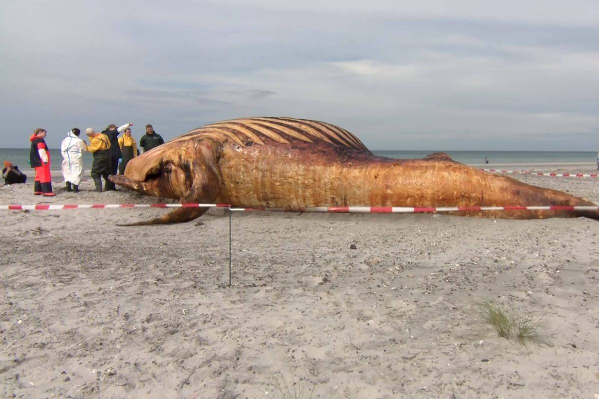 Baleia Timmy, encontrada morta na Dinamarca, será transformada em biodiesel