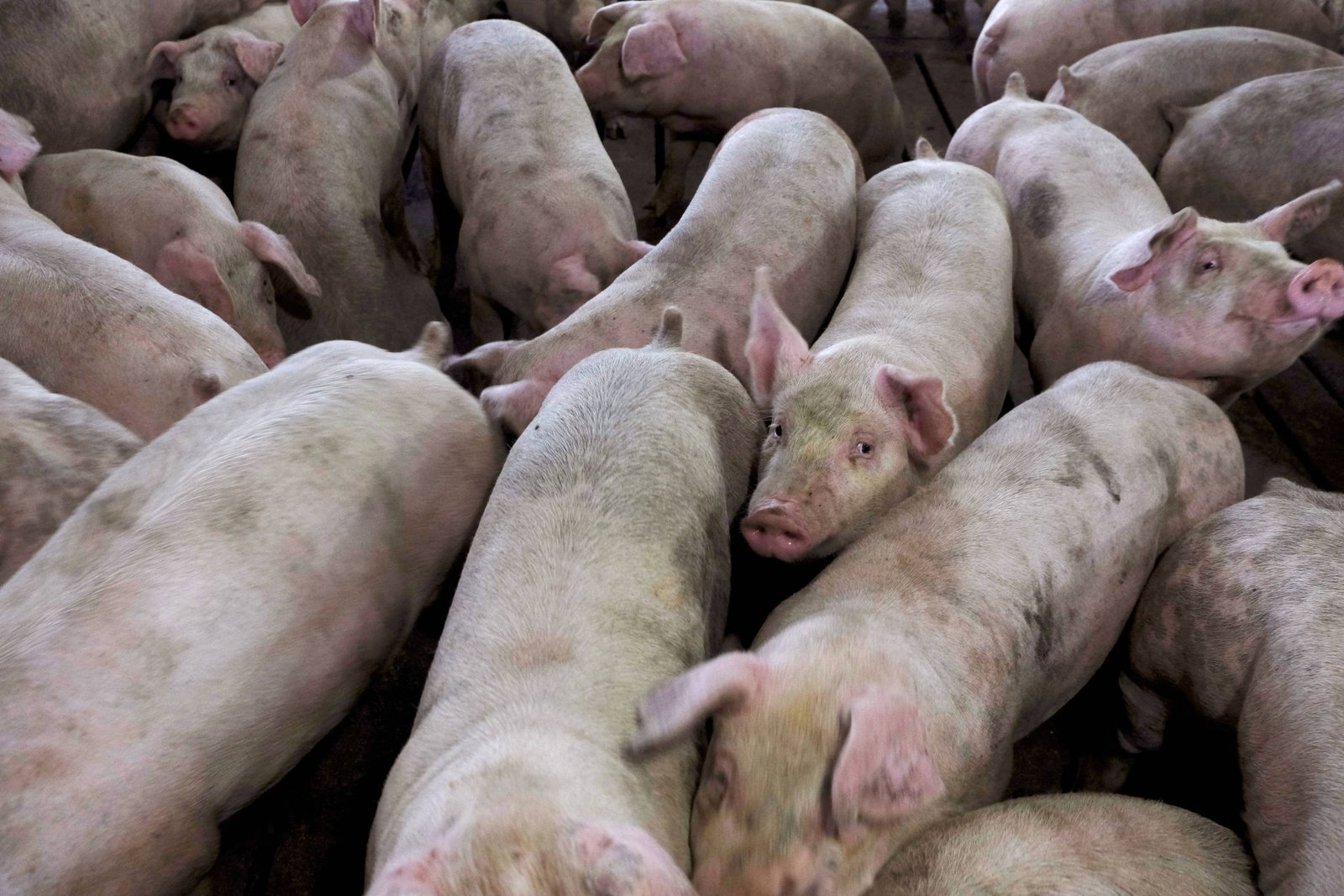 Lei 'Salve Nosso Bacon' expõe os desafios da eficiência na produção de alimentos
