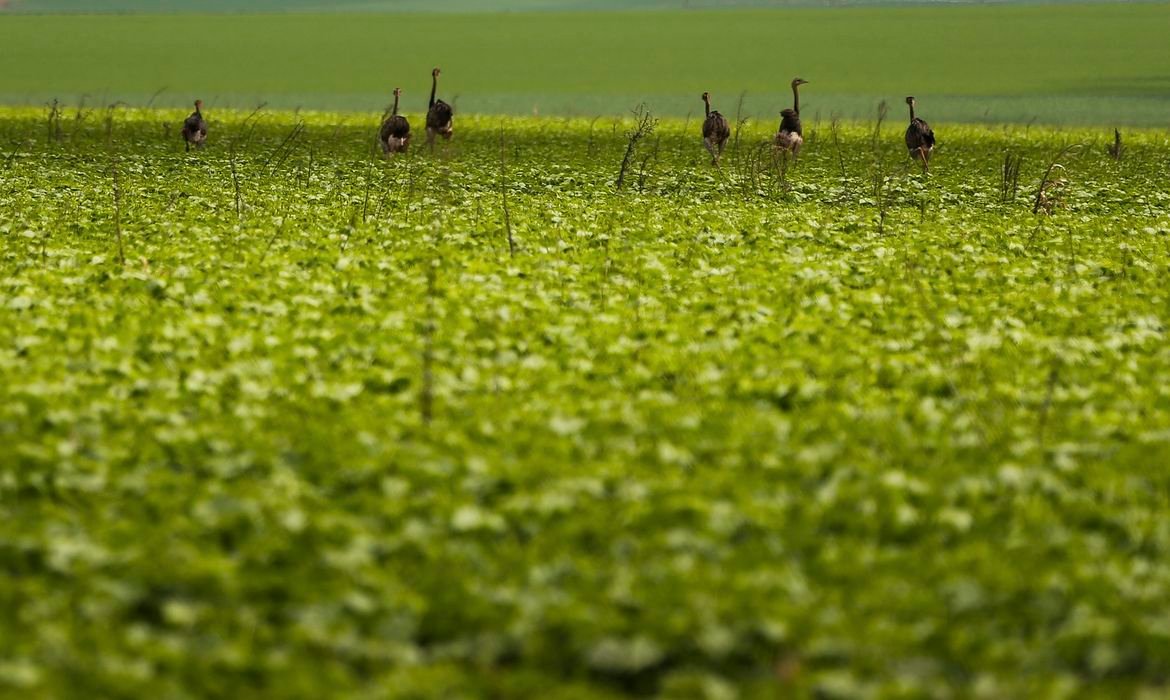 CMN implementa exigência de fotos georreferenciadas para seguro rural