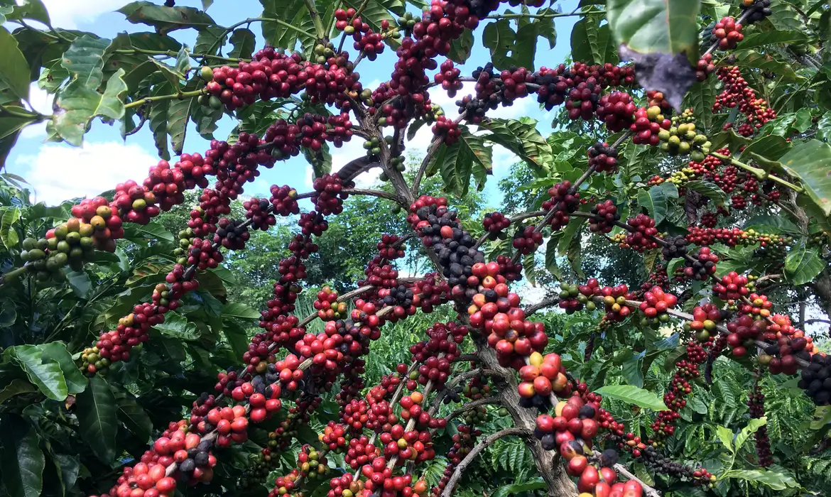 Exigências da União Europeia podem dificultar a venda de café por pequenos produtores brasileiros
