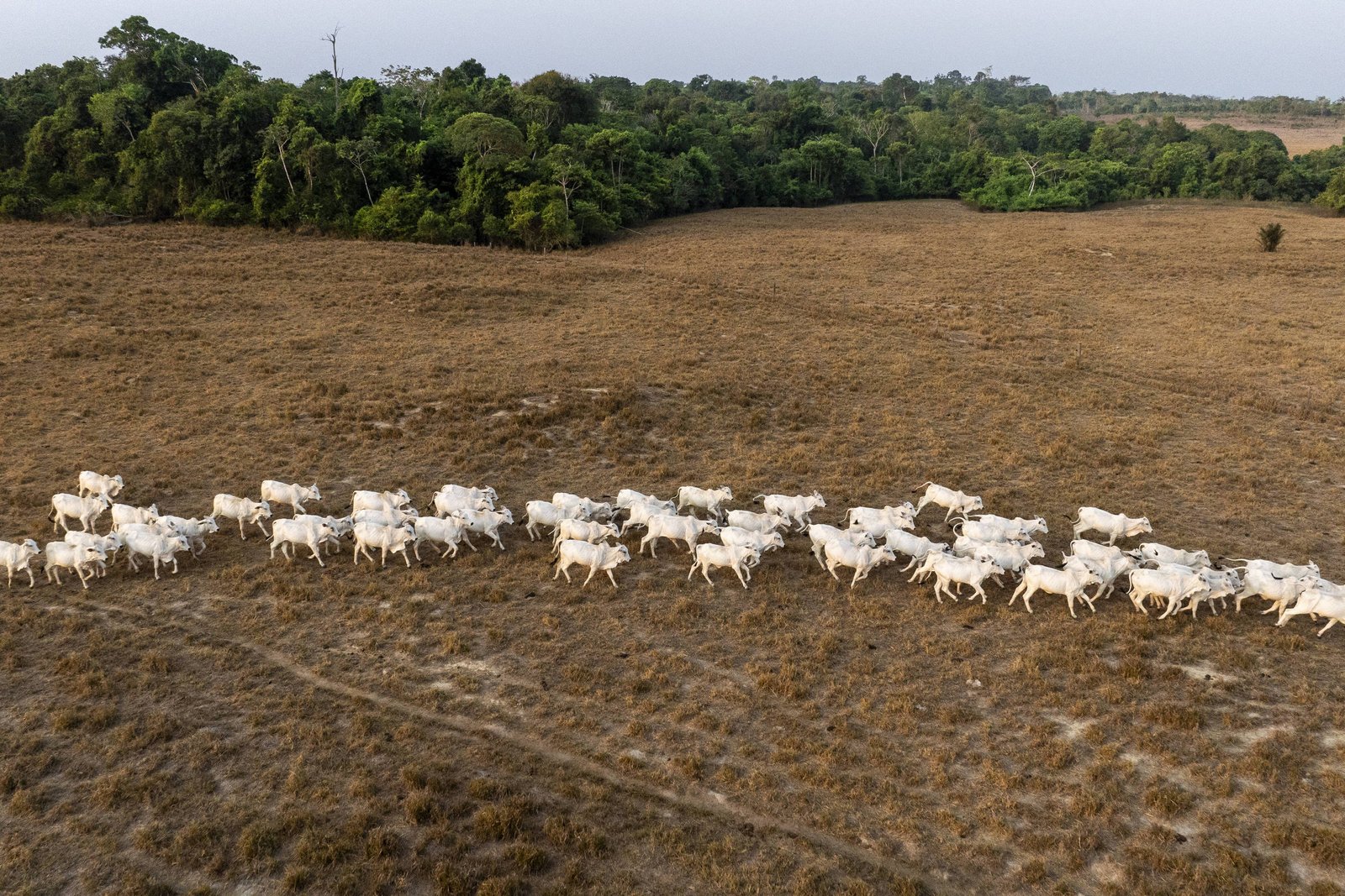 Estudo aponta que reduzir emissões de metano na pecuária depende de produtividade e bem-estar animal