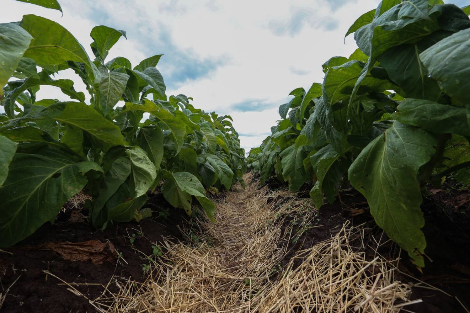 Comissão discute a importância da cadeia produtiva do tabaco no Brasil
