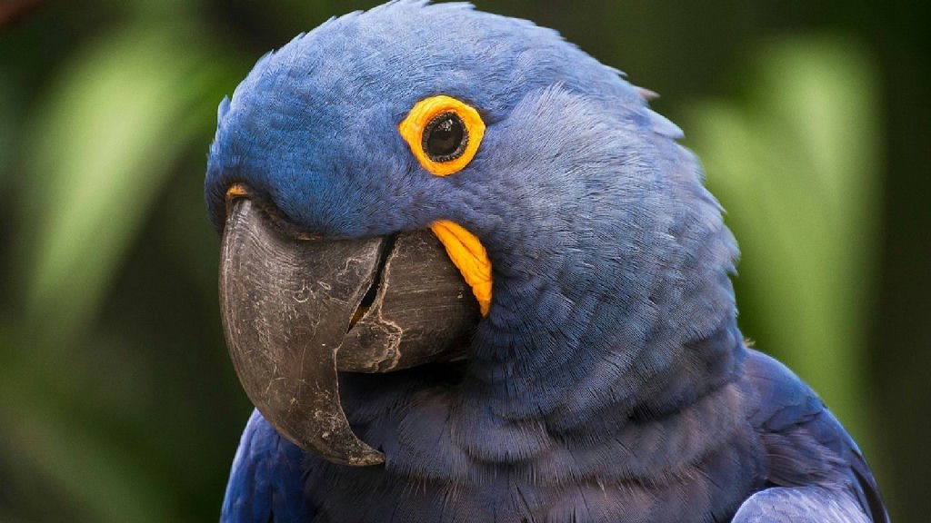 Arara-azul-grande é novamente classificada como espécie ameaçada de extinção