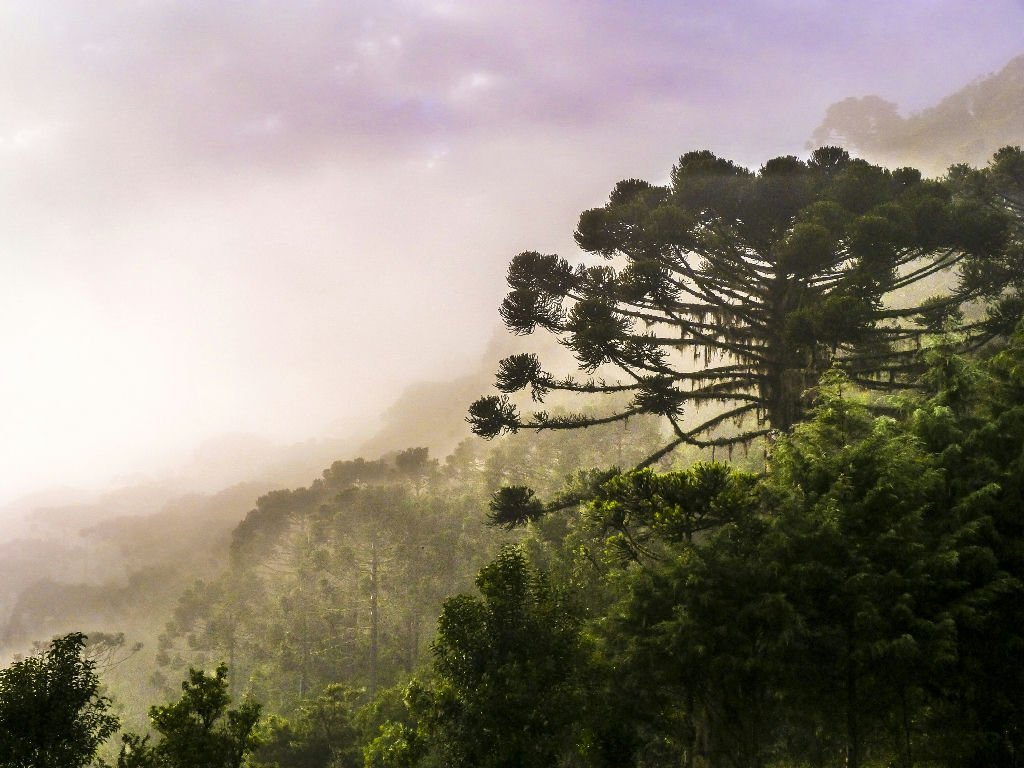 Araucárias gigantes caem no Sul do Brasil devido ao solo encharcado