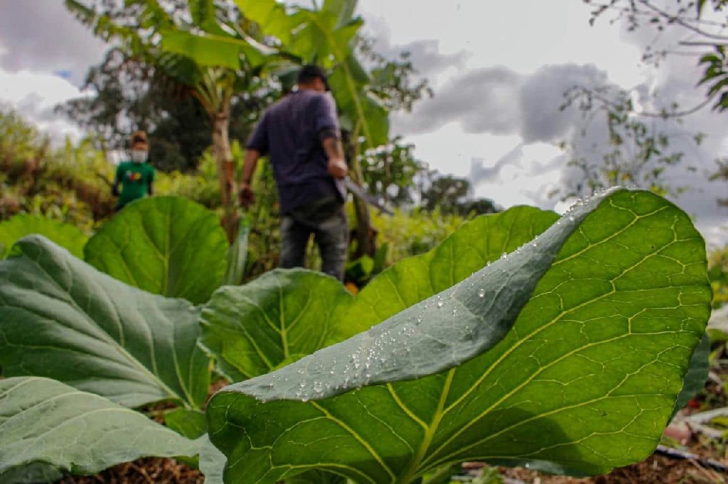 Câmara dos Deputados analisa projeto de assentamentos produtivos em áreas urbanas
