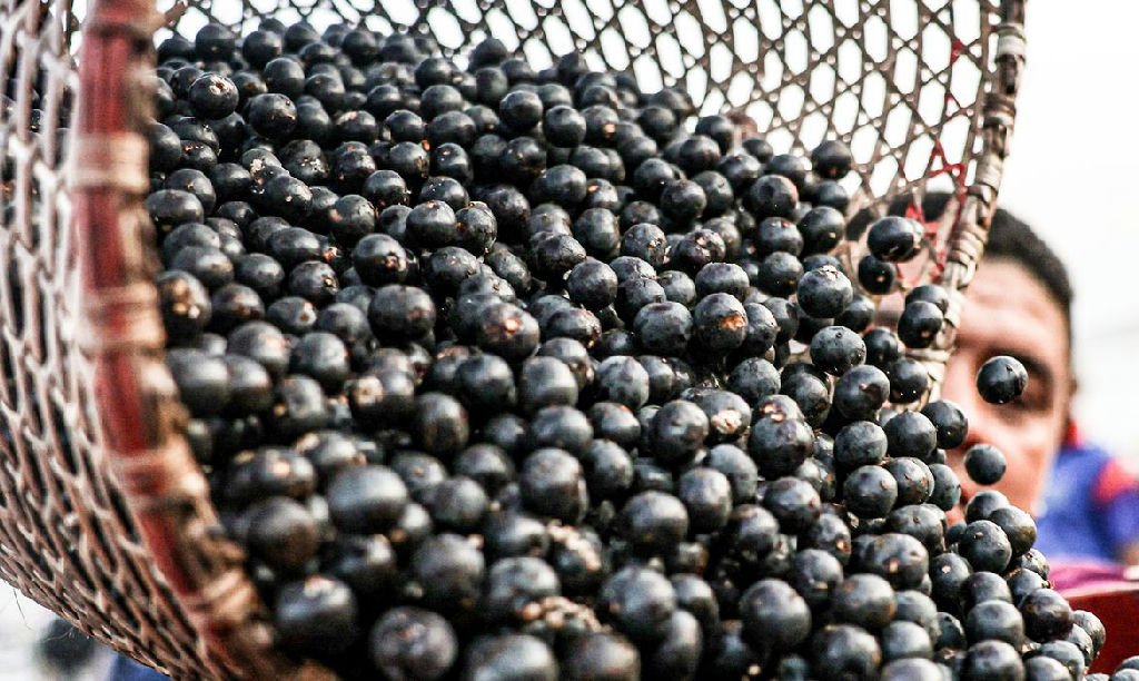China abre mercado para polpas e frutas congeladas do Brasil