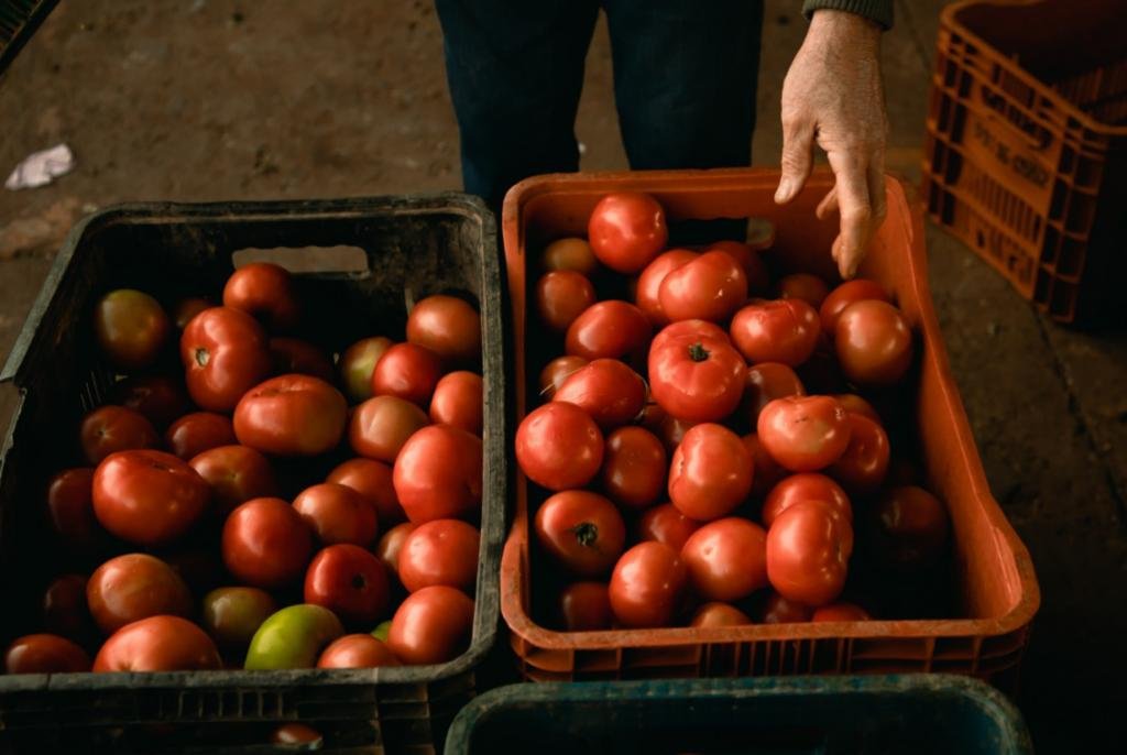 Concurso do tomate: uma iniciativa para valorizar o produtor brasileiro