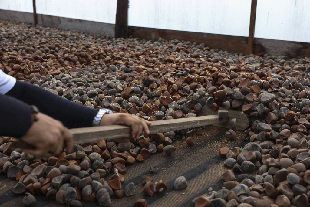 Cooperativas representam 10,3% das exportações do agronegócio brasileiro, aponta OCB