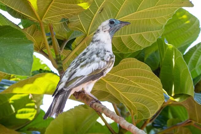 Arapongas: a cidade brasileira com 1,6 mil ruas nomeadas em homenagem a aves