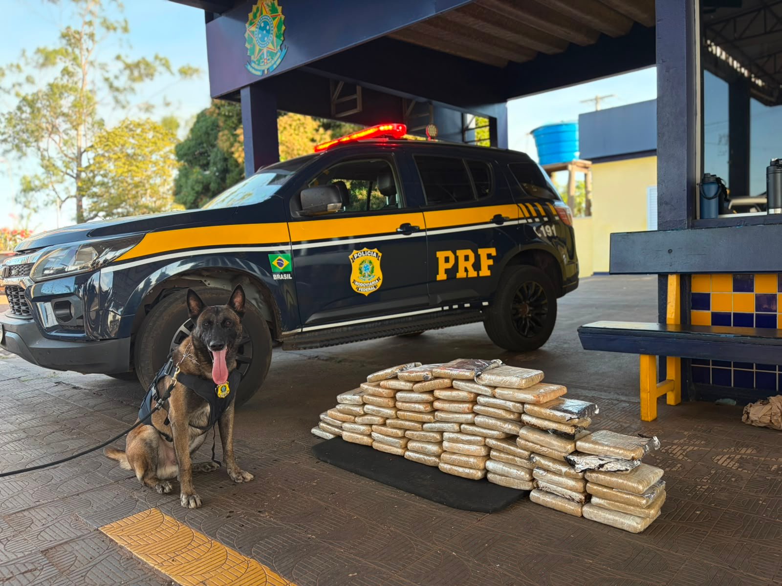 PRF apreende 63 quilos de skunk em Rondonópolis e prende motorista