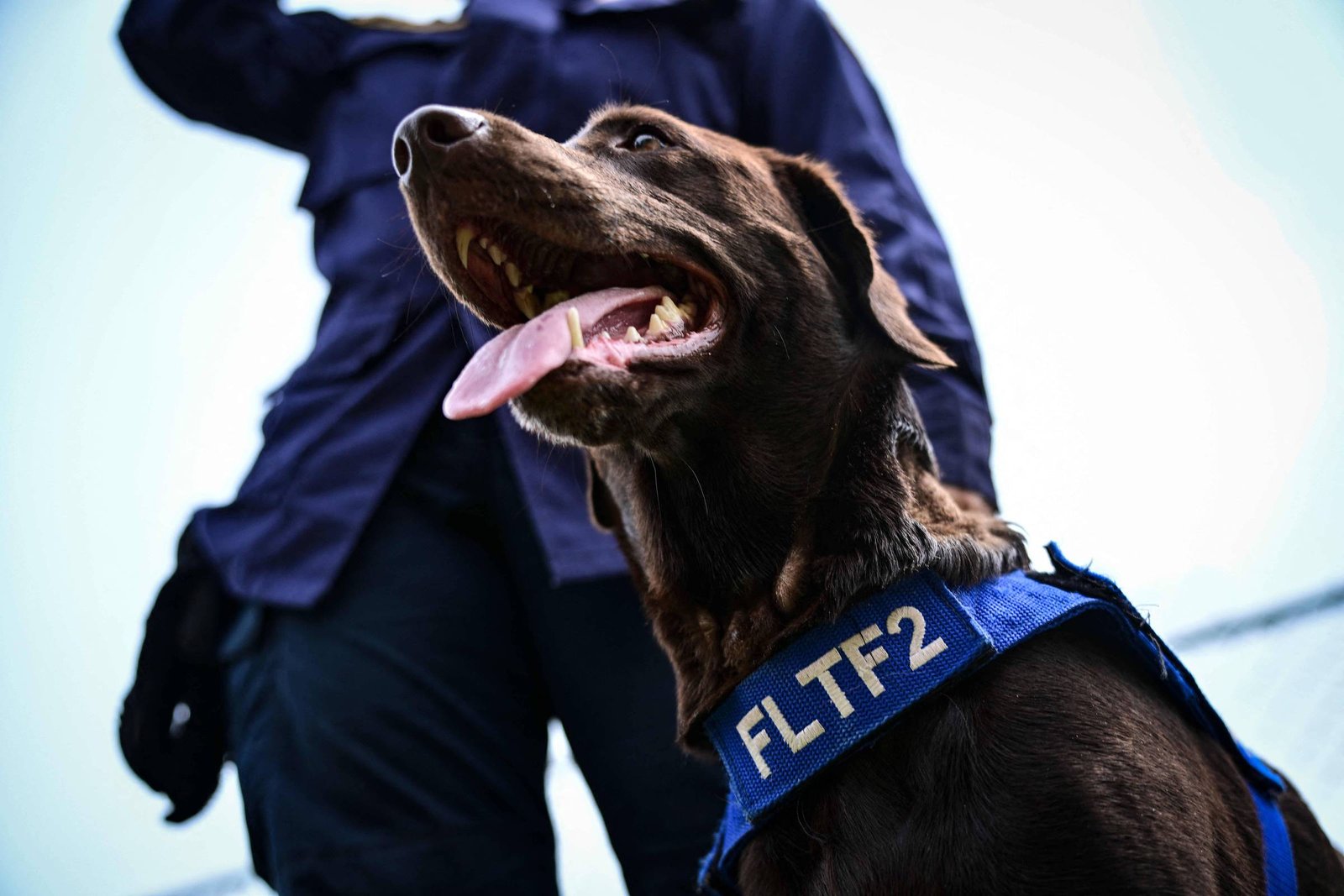 Cães socorristas desempenham papel crucial em resgates após terremotos na Venezuela
