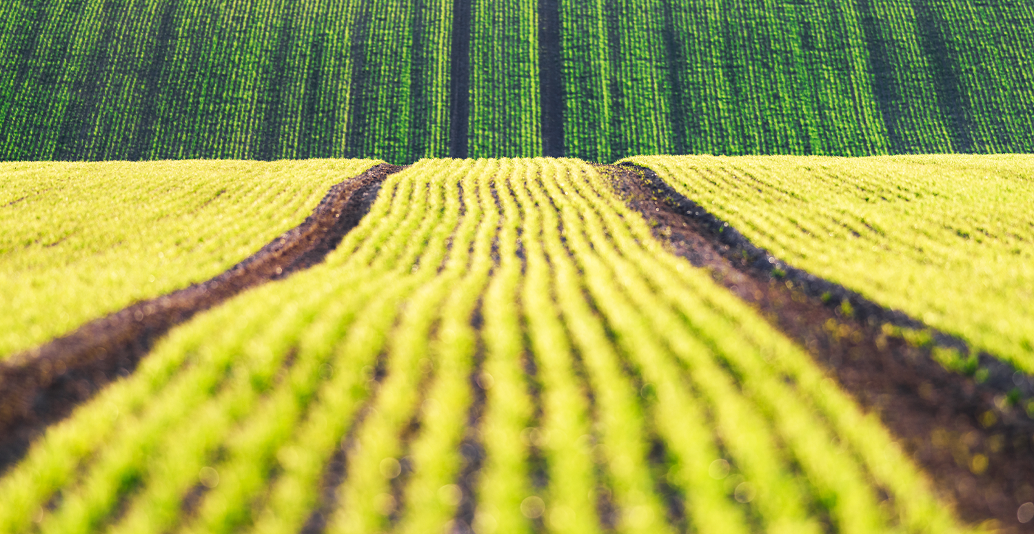 Justiça assegura crédito de PIS/Cofins para empresa do setor agropecuário