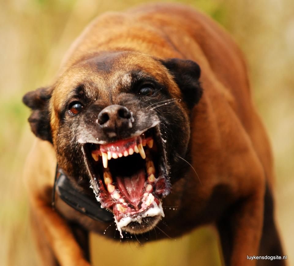 Pitbull ataca mulher em Mirassol D’oeste e caso é registrado pela polícia