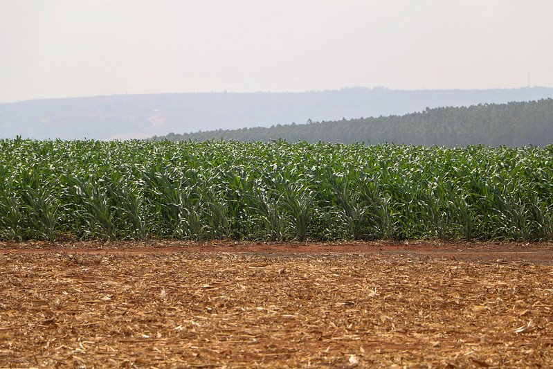Câmara aprova incentivos fiscais para fortalecer a indústria de fertilizantes no Brasil