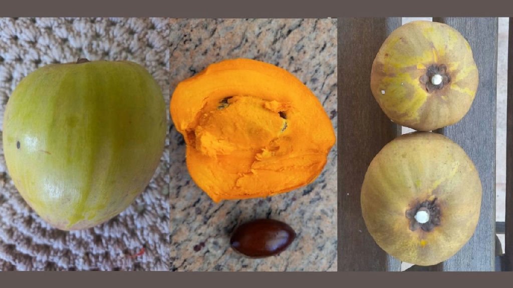 Canistel: a fruta de ouro com sabor inusitado e valor nutricional surpreendente