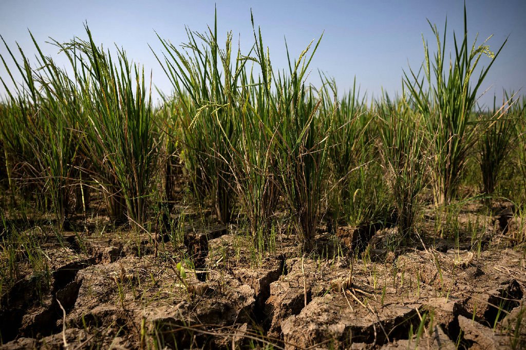 El Niño pode impactar produção de commodities agrícolas e elevar preços
