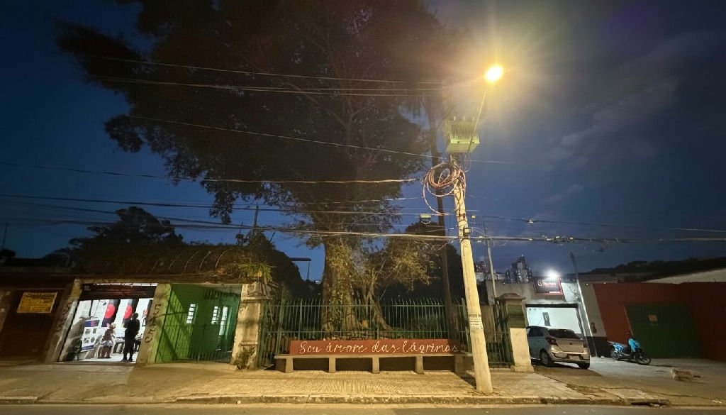 Figueira das Lágrimas: a árvore centenária que testemunhou a história do Brasil Império
