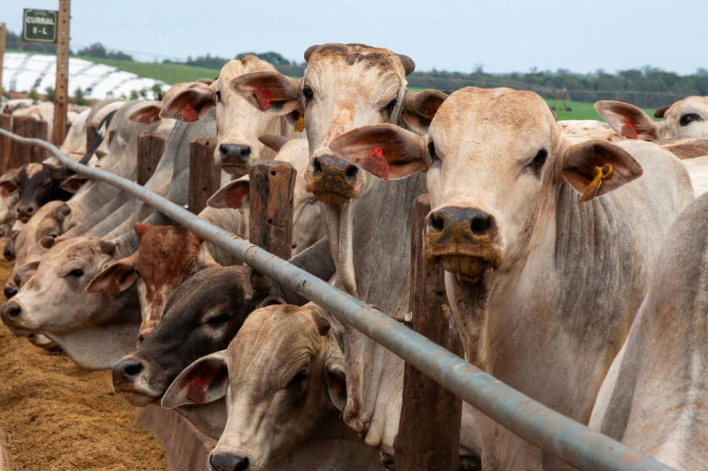 MBRF adota medidas para minimizar riscos nas compras de grãos devido ao El Niño