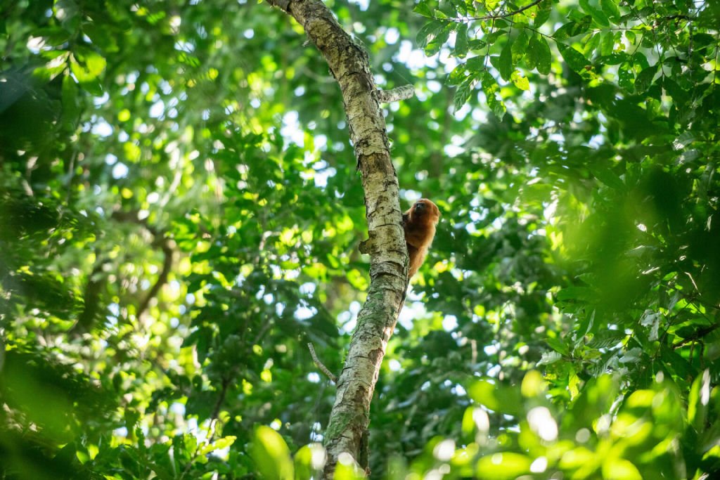 Parque mico-leão-dourado é reconhecido como primeiro patrimônio da vida selvagem terrestre