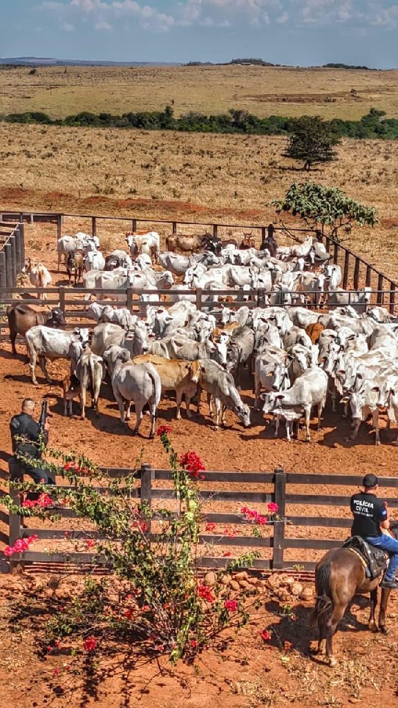 Polícia Civil realiza operação e apreende 120 cabeças de gado furtado em Dom Aquino