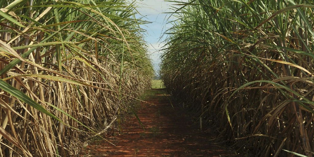 Produção de cana-de-açúcar deve crescer 4,7% em 2026, segundo Conab