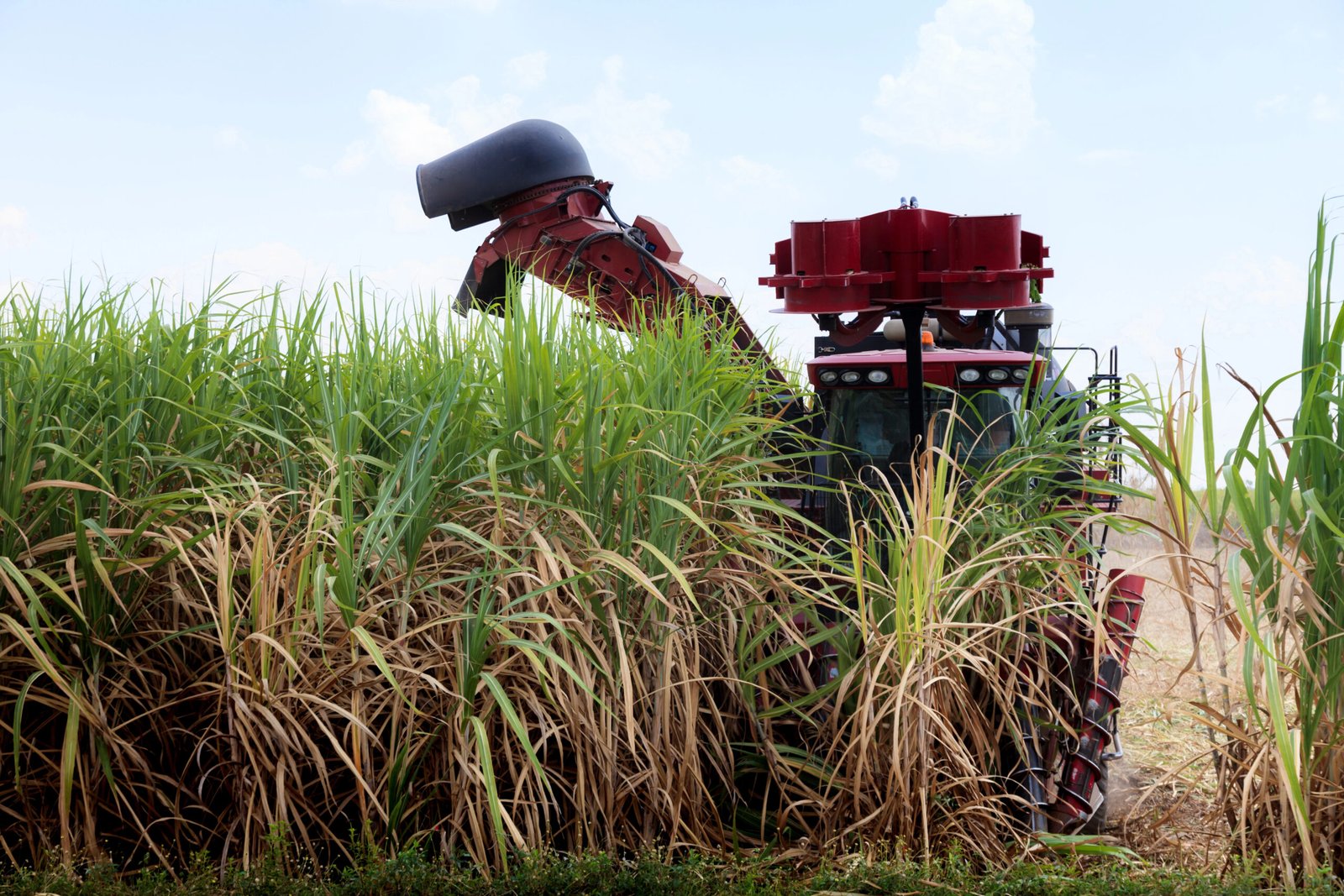 Subvenção de R$ 270 milhões para produtores de cana é avanço significativo para o Nordeste