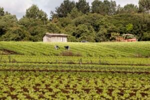Validação automática do Cadastro Ambiental Rural é proposta para pequenas propriedades