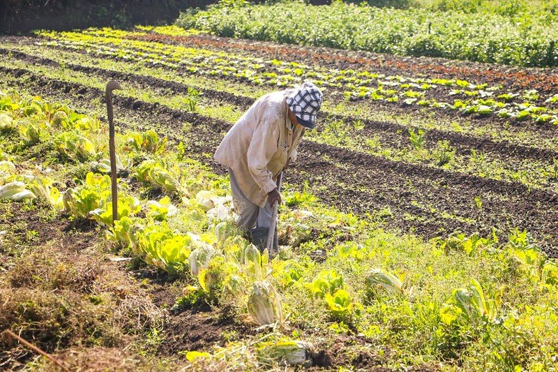 Congresso analisa medida provisória que destina R$ 64,3 milhões para segurança alimentar e direitos indígenas
