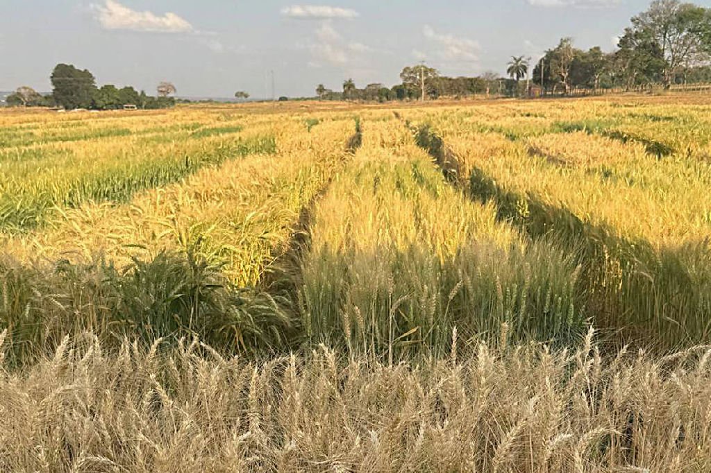 Embrapa investe em trigo transgênico para impulsionar safra no cerrado