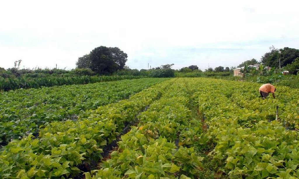 Governo libera R$ 64,3 milhões para segurança alimentar e apoio a povos indígenas
