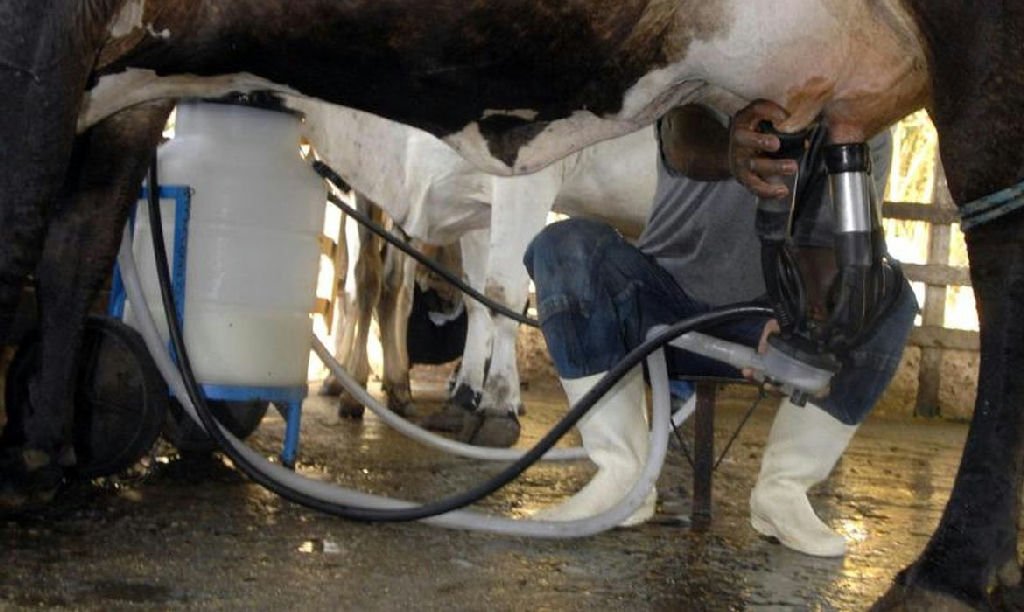 Produção de leite atinge recorde histórico apesar da queda no número de vacas ordenhadas