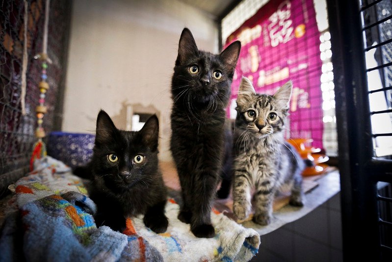 Projeto de lei busca incentivar a produção de medicamentos genéricos veterinários
