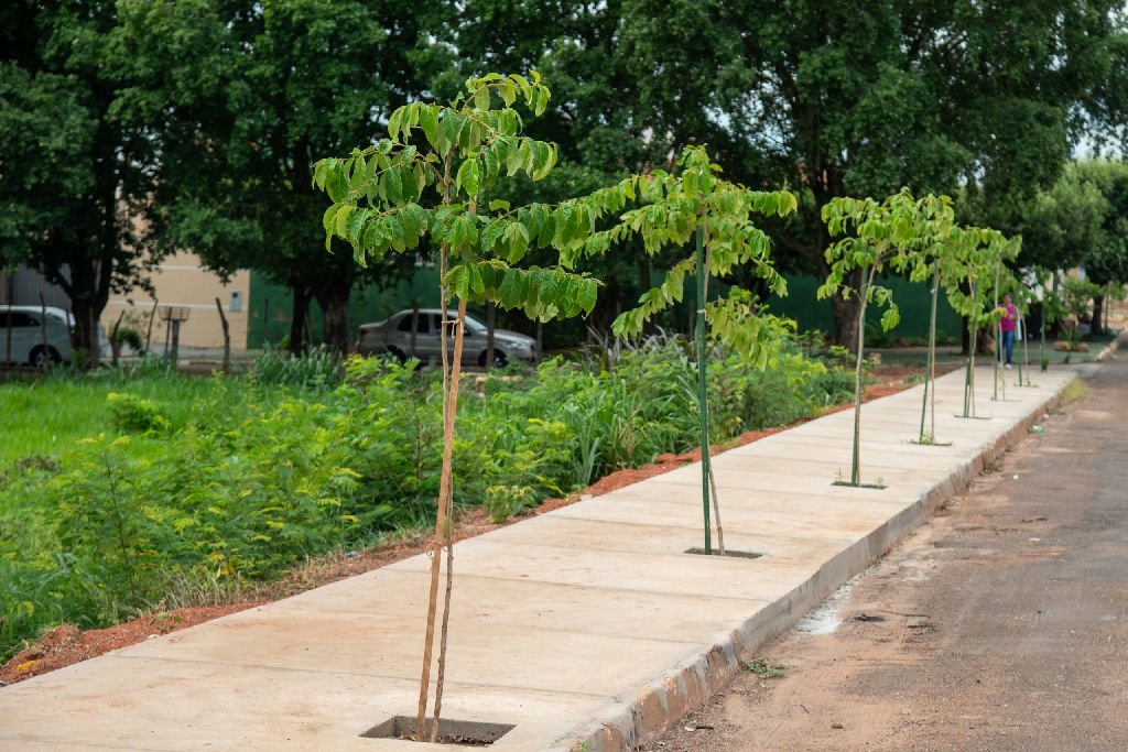 Rondonópolis avança no plantio de árvores com compensação ambiental