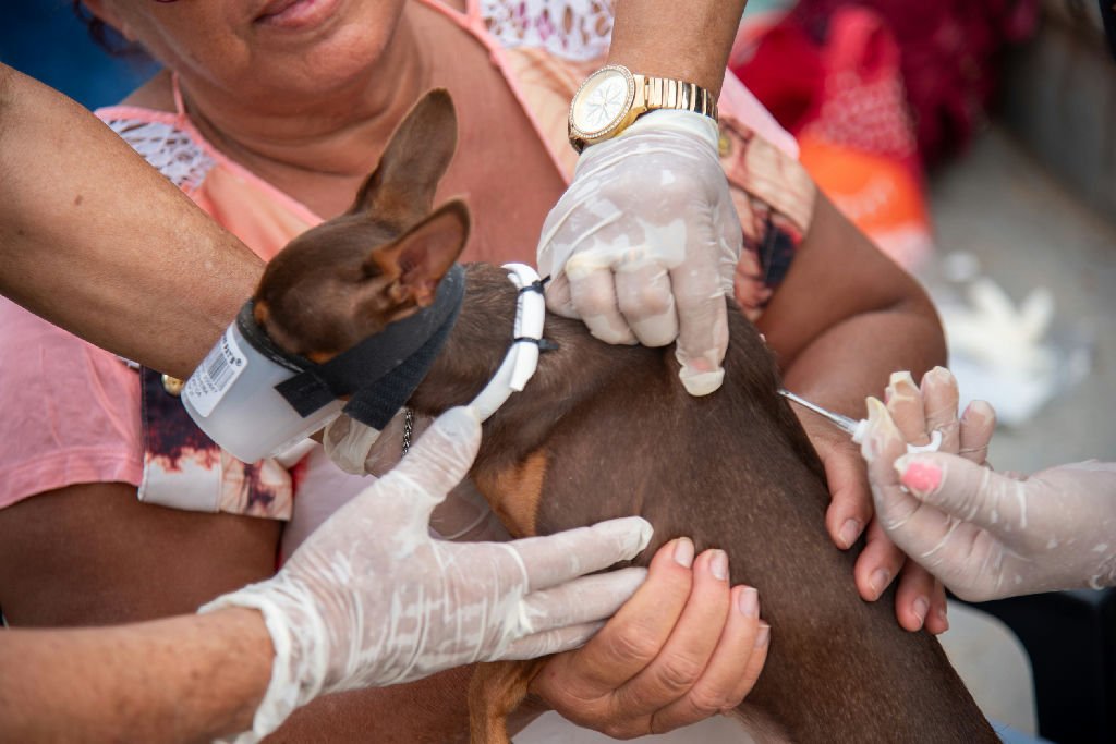 Rondonópolis intensifica vacinação antirrábica para cães e gatos em ação de saúde pública