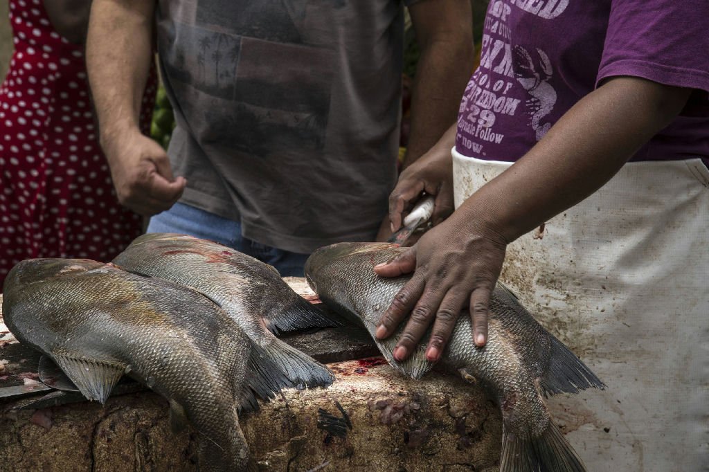 A China realmente produz mais tambaqui que o Brasil?