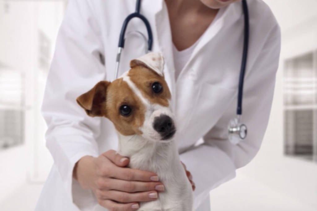 Banco BV inova e lança planos de saúde para pets em parceria com a APet