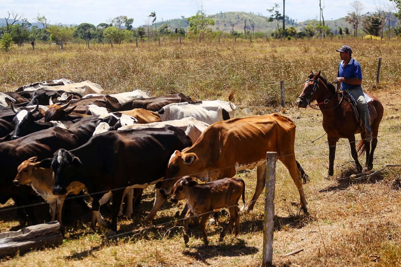 Crédito rural na Amazônia agora vinculado à rastreabilidade de gado