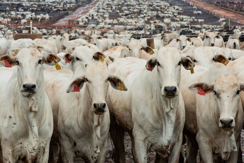 Demanda interna e externa elevam preço da arroba do boi
