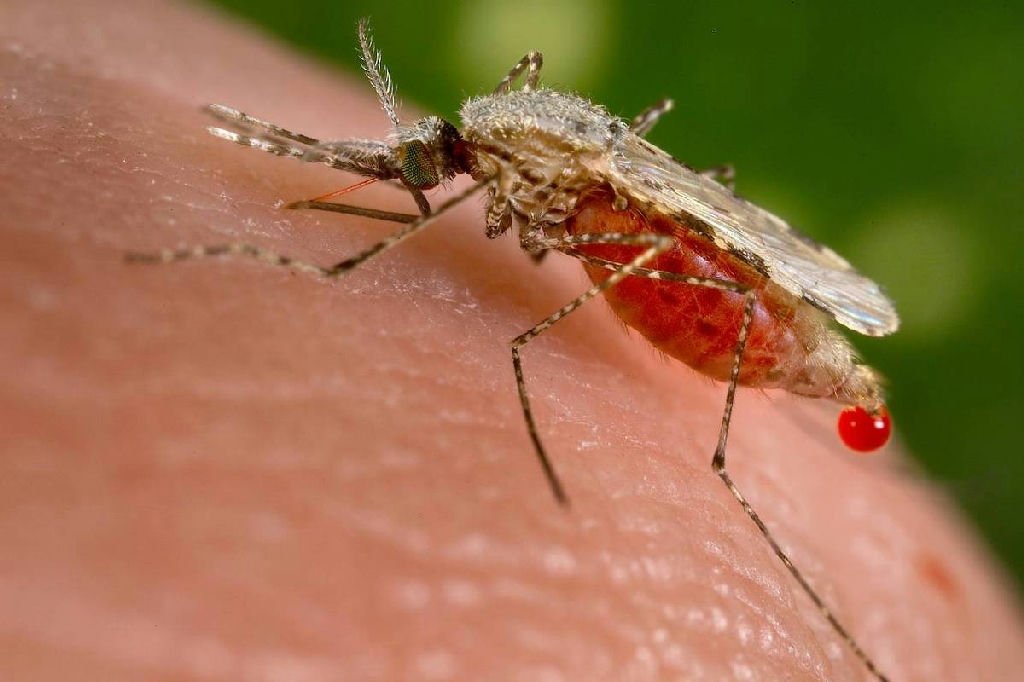 Empresa chinesa lança dispositivo com IA e laser para eliminar mosquitos