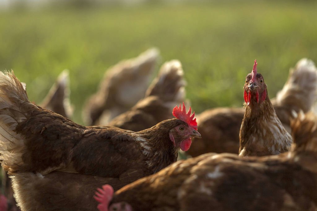 Exportações de frango do Brasil crescem para União Europeia e China em setembro