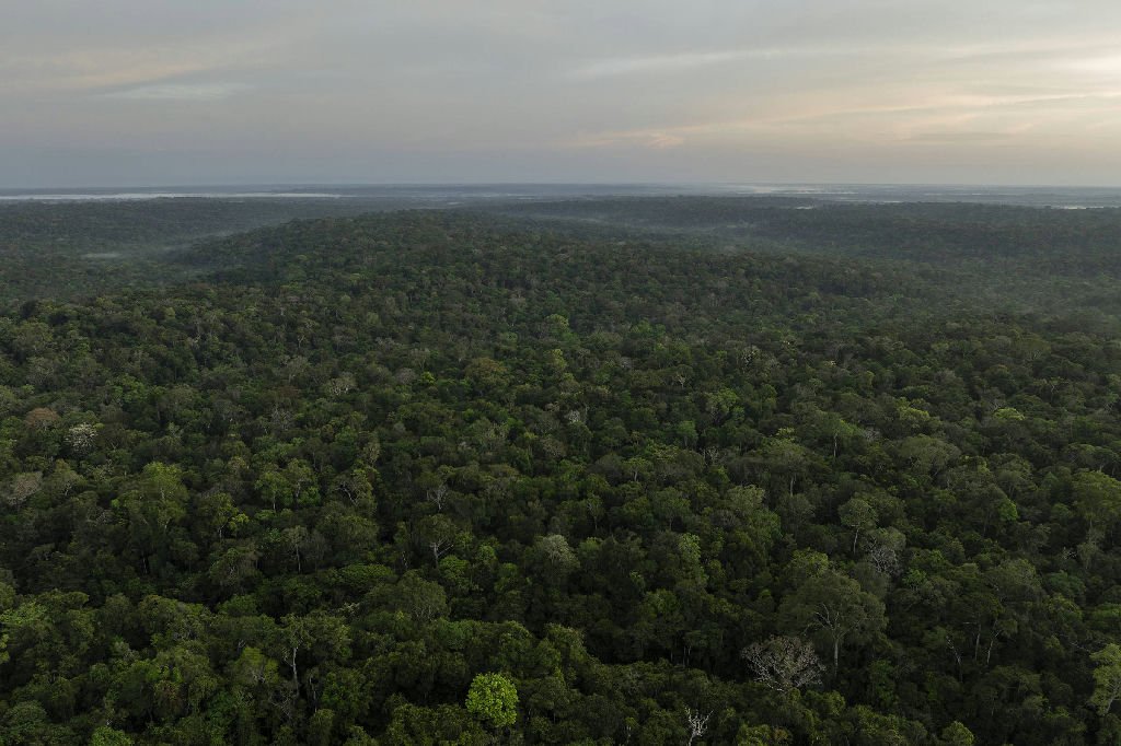 Google e Mckinsey firmam parceria para aquisição de créditos de carbono na Amazônia