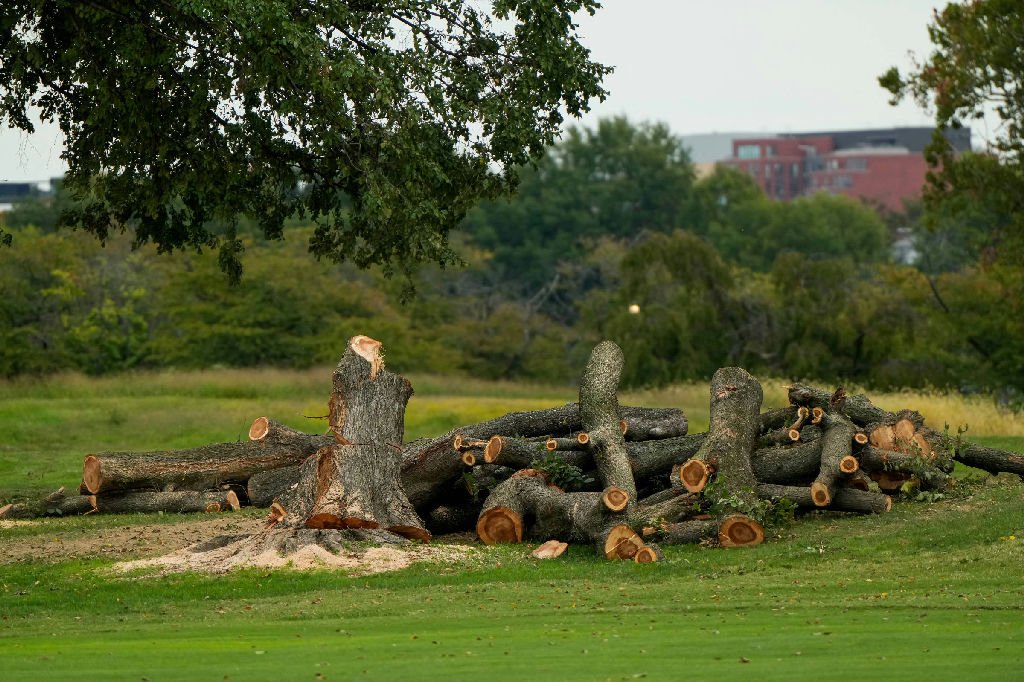 Juíza suspende derrubada de árvores em campo de golfe que Trump pretende reformar