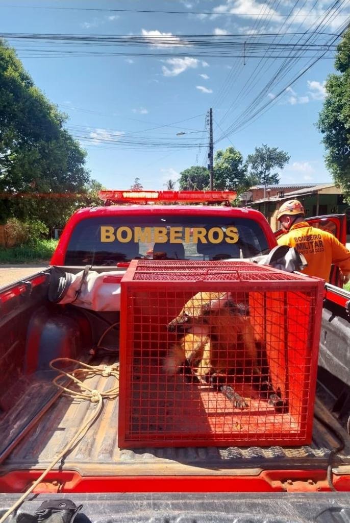 Lobo-guará é resgatado em residência no Vale do Araguaia